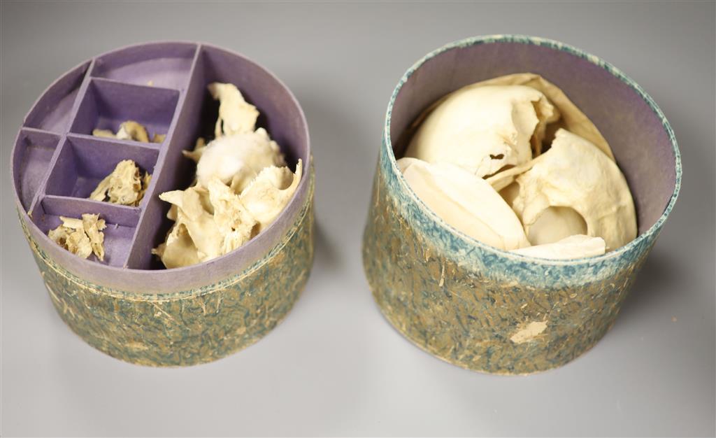 A Victorian disarticulated human skull in original tiered box